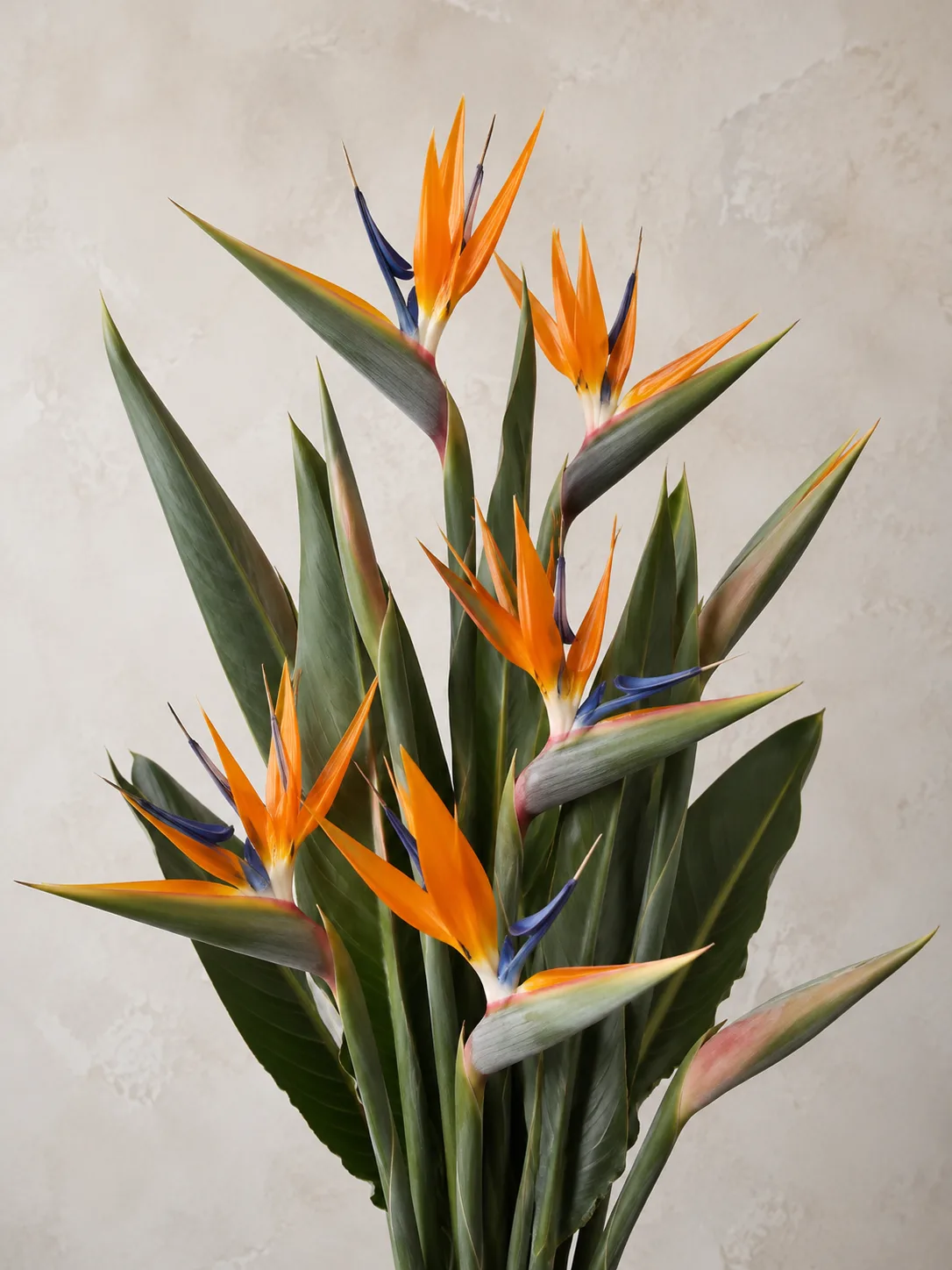 Bird of Paradise, wholesale cut orchids and tropicals at New York Garden Flower Wholesale in Flushing, New York.