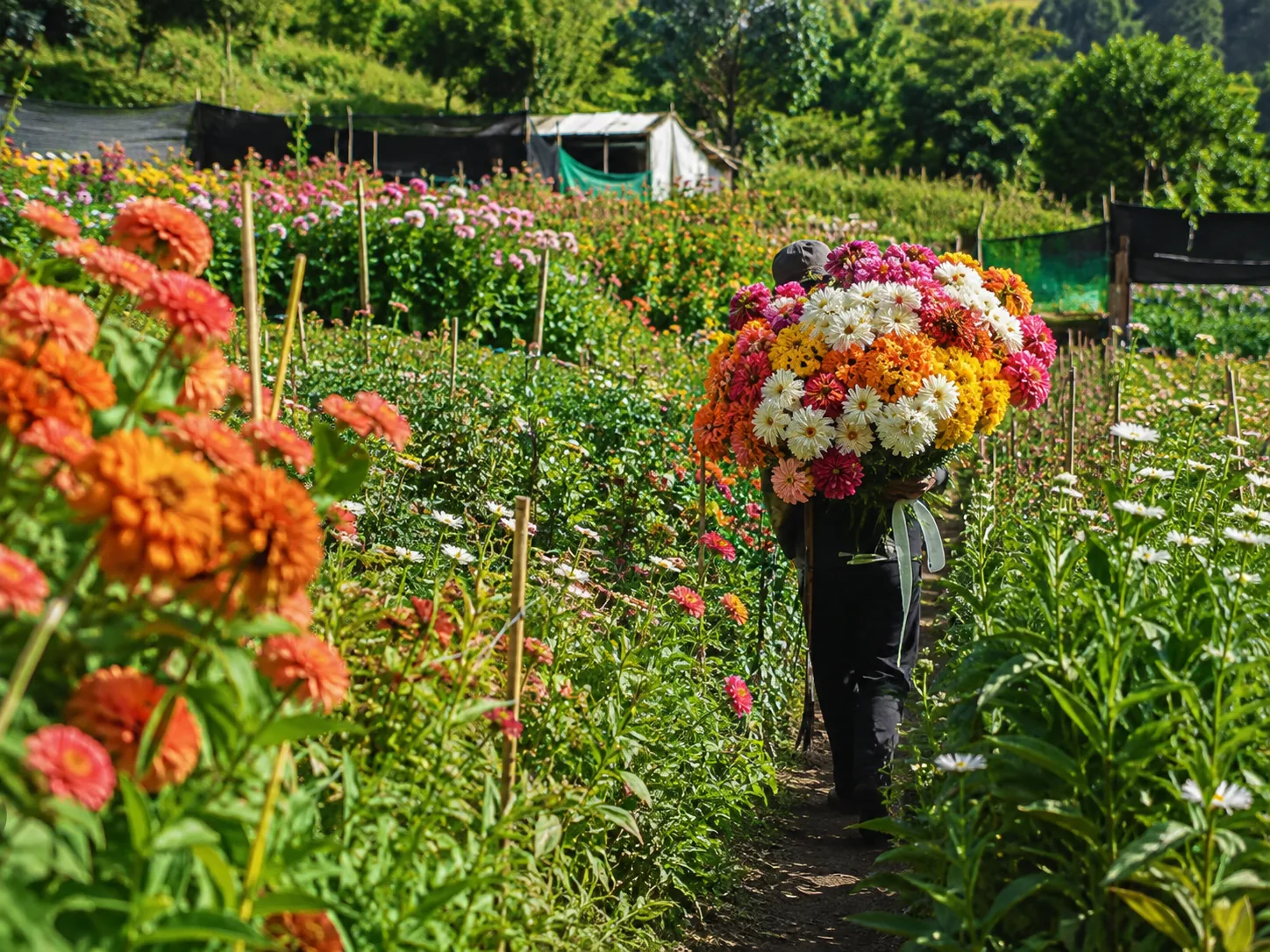 A worker walking a planted row on a Colombian flower farm with a freshly cut bunch on their shoulder