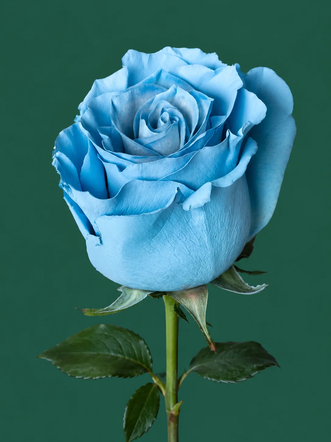 Light Blue, blue, wholesale cut tinted/dyed roses at New York Garden Flower Wholesale in Flushing, New York.
