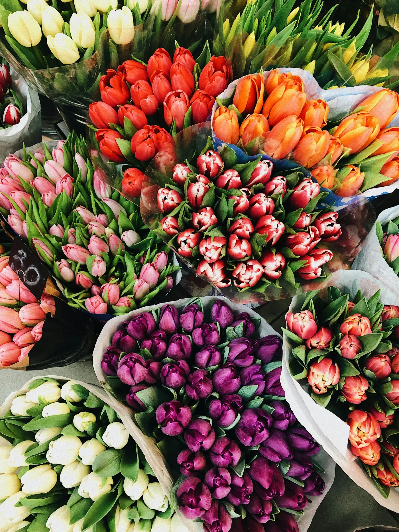 Wrapped bunches of tulips in red, pink, orange and purple on the market floor