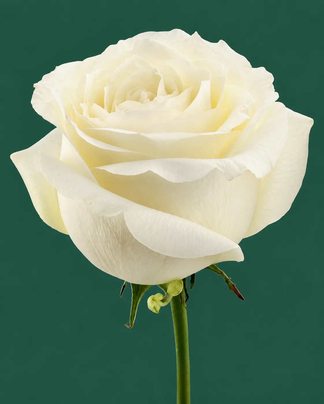 Proud, white, wholesale cut standard roses at New York Garden Flower Wholesale in Flushing, New York.